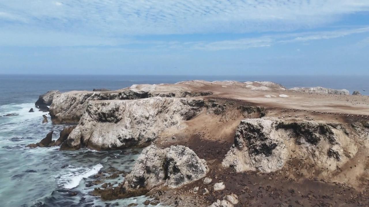 Video thumbnail for Peru: Researchers work to reverse population decline of Humboldt penguins.