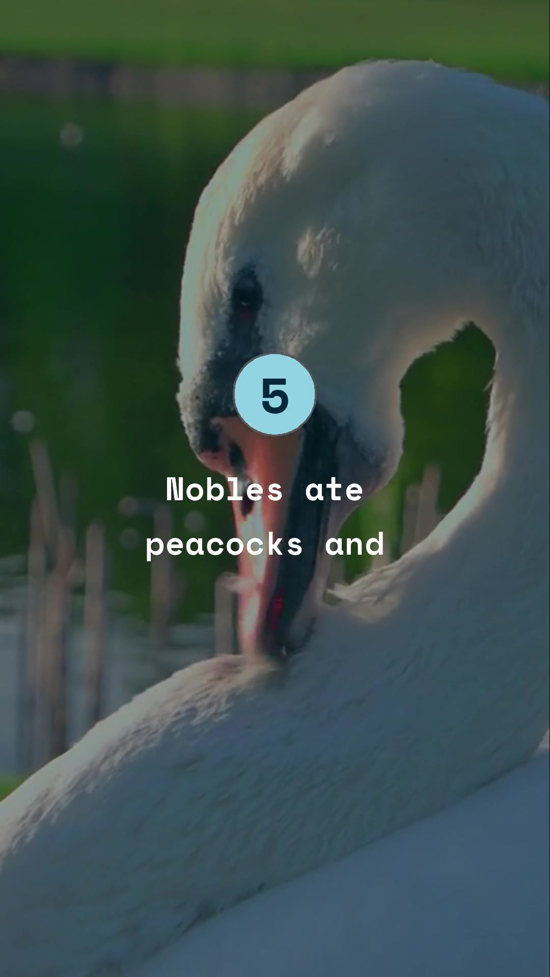 Video thumbnail for 5 Crazy Medieval Facts You Won’t Believe!