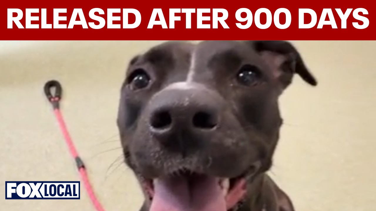 Video thumbnail for New leash on life: Shelter dog released after almost 900 days