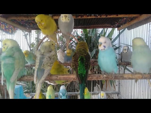 Video thumbnail for Rolig fuglevideo med høj annonceværdi 💰🕊️ #highrpm #petniche