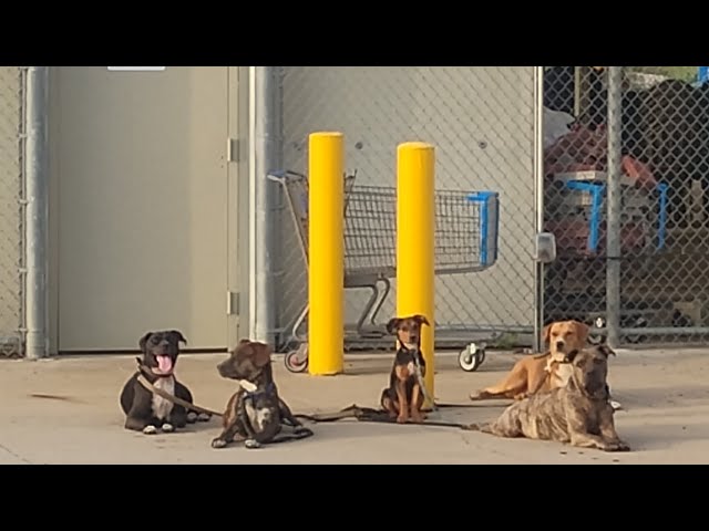 Video thumbnail for This is how I went with my puppies