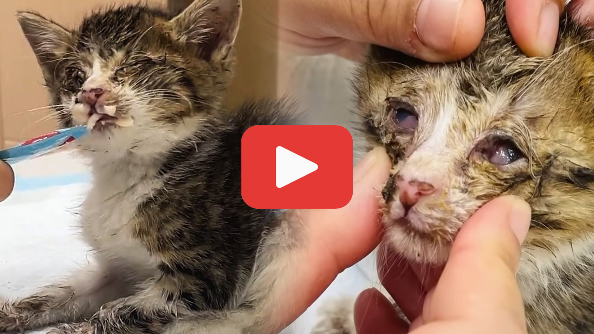 Video thumbnail for Blind Stray Kitten Struggled to Survive—Until a Kind Girl Stepped In
