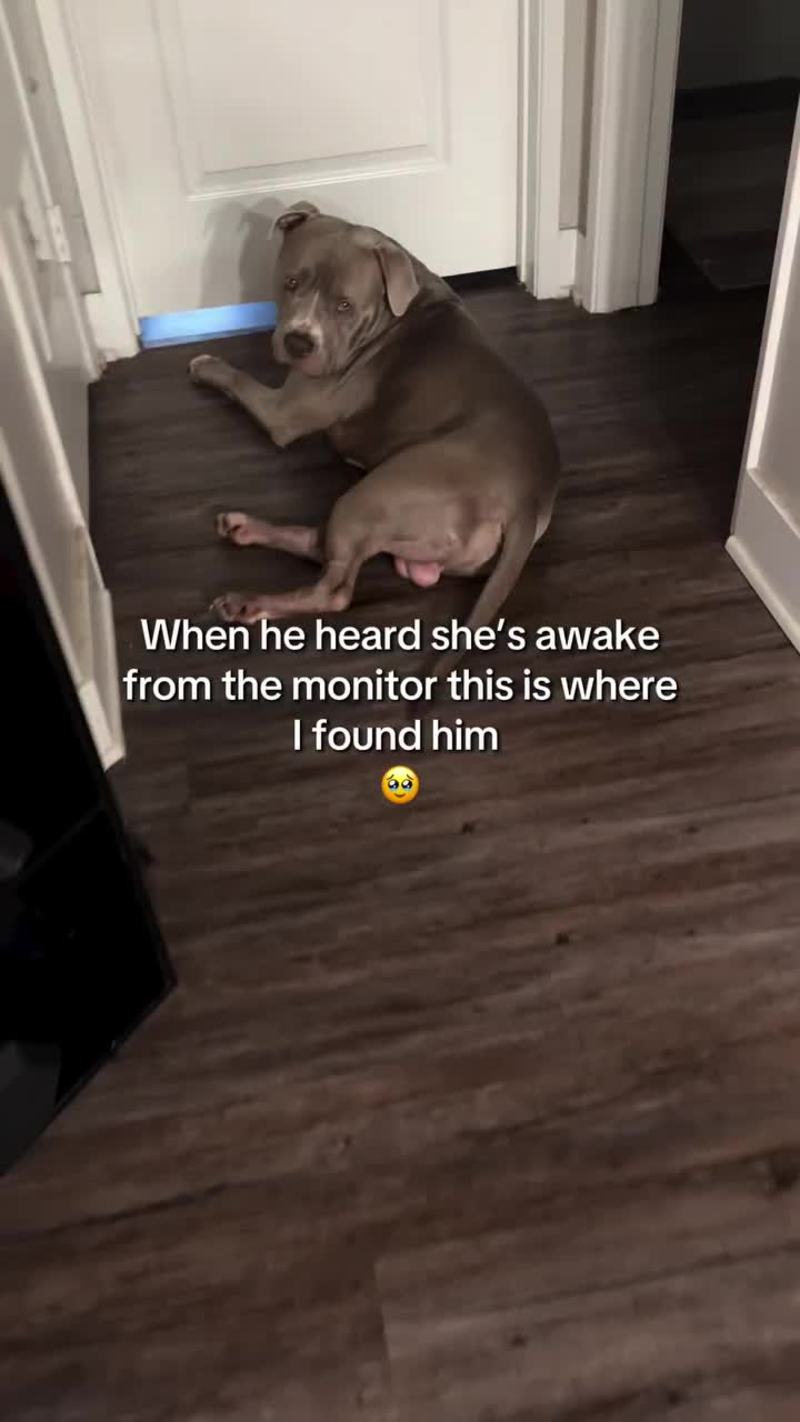 Video thumbnail for Devoted Dog Waiting to Greet Baby After Nap