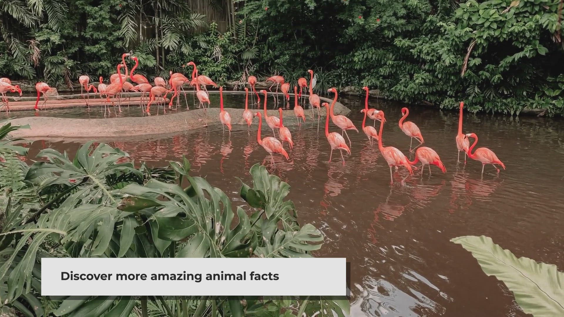 'Video thumbnail for Surprising Animal Facts: Nature's Interesting and Incredible Adaptations'