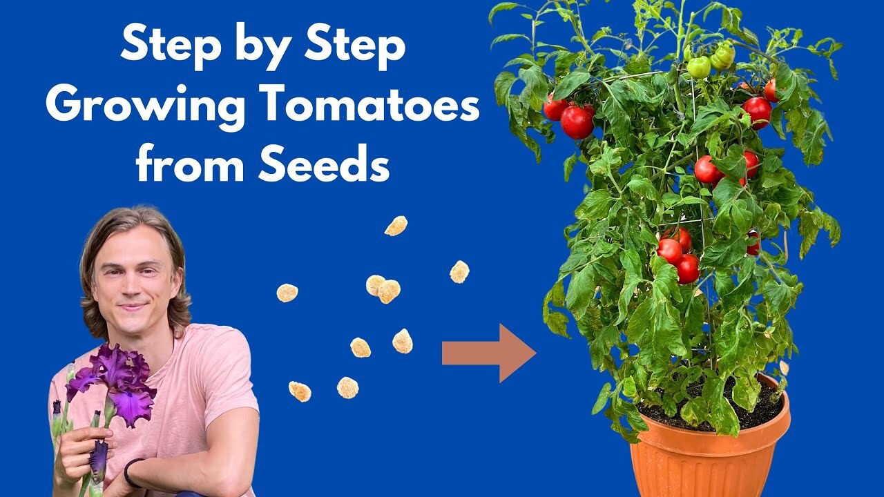 Video thumbnail for How To Grow Tomatoes From Seed At Home ! Complete Instructions Step By Step