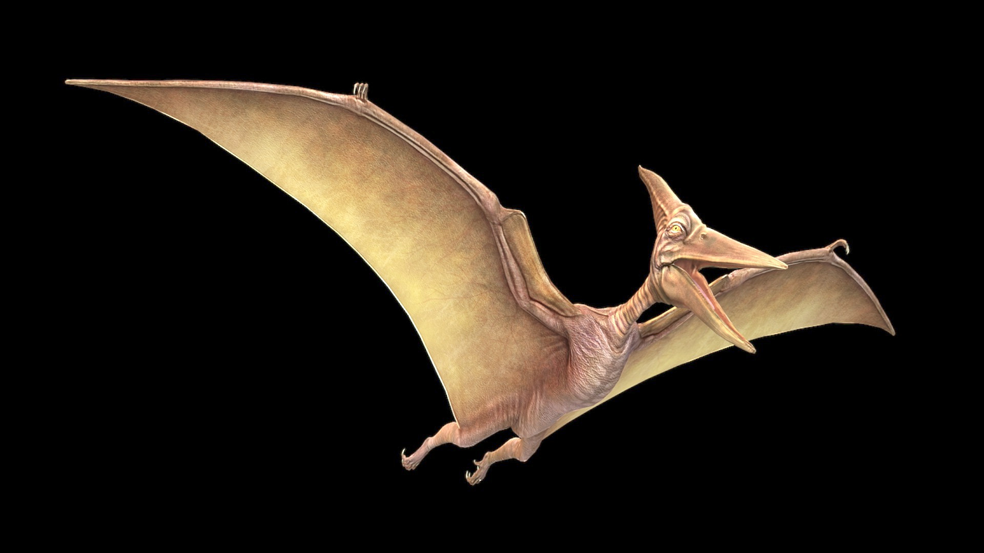 Video thumbnail for How Pterosaurs Took to the Sky: The Flight Mystery Explained