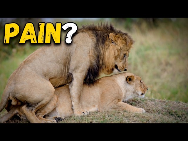 Video thumbnail for Why Lionesses Attack Males After Mating 🦁