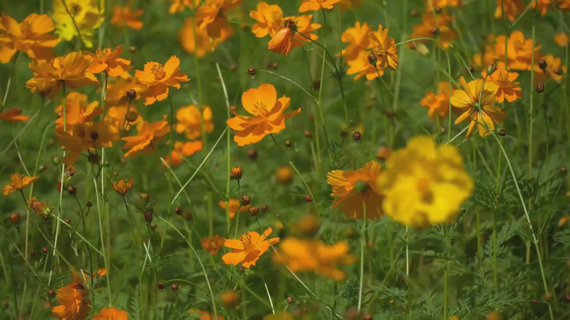 'Video thumbnail for How to Grow Cosmos in Your Garden'