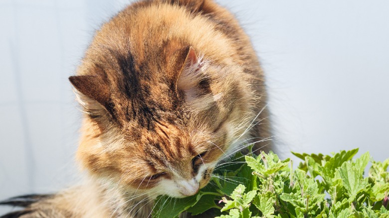 Video thumbnail for Natural Flea-Repelling Plants Every Pet Owner Should Grow