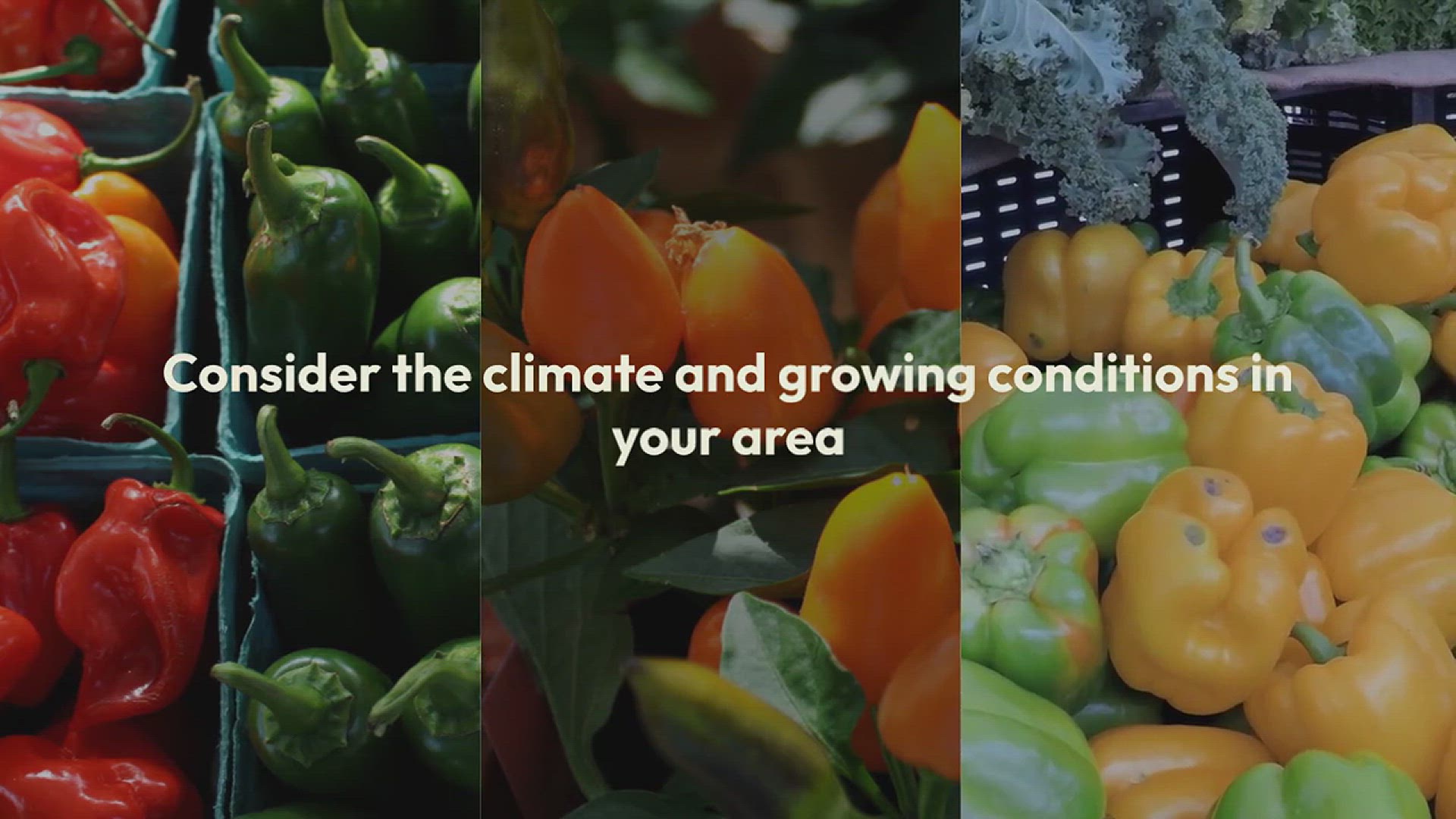 'Video thumbnail for How to Grow Pepper in the Garden'