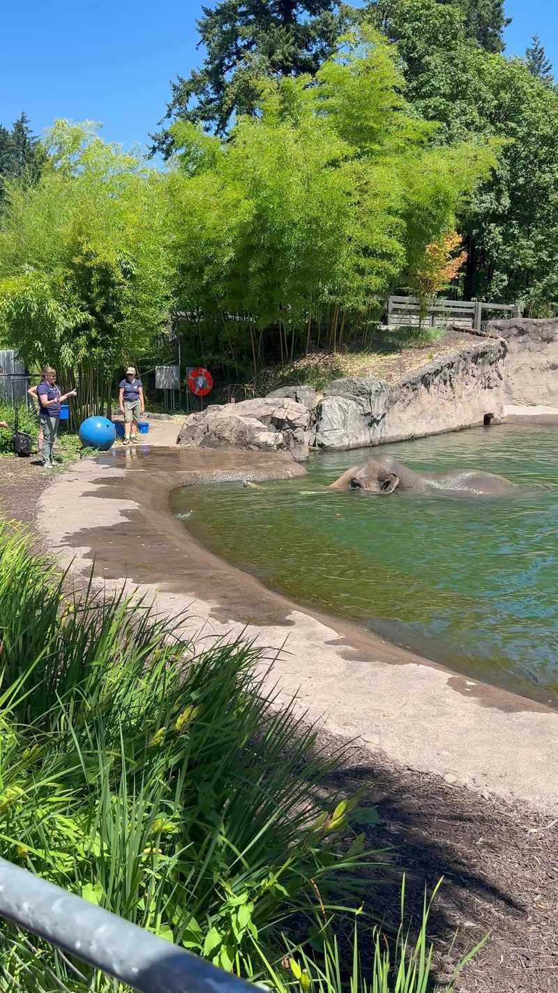 Video thumbnail for Playful Elephant Making a Splash at Oregon Zoo Pool