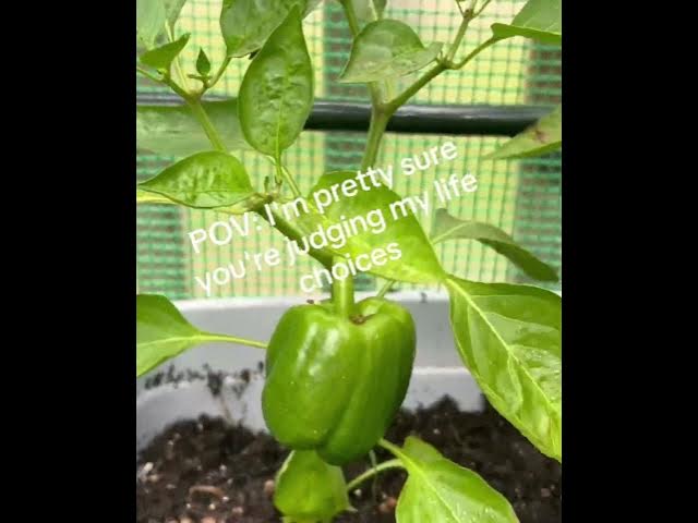 Video thumbnail for How to start your own gardening as a beginner #beginnergardening #nature #diygardening