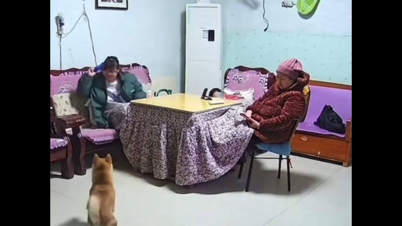 Video thumbnail for Woman Throws Toy for Dog but Hits Nearby Person by Mistake