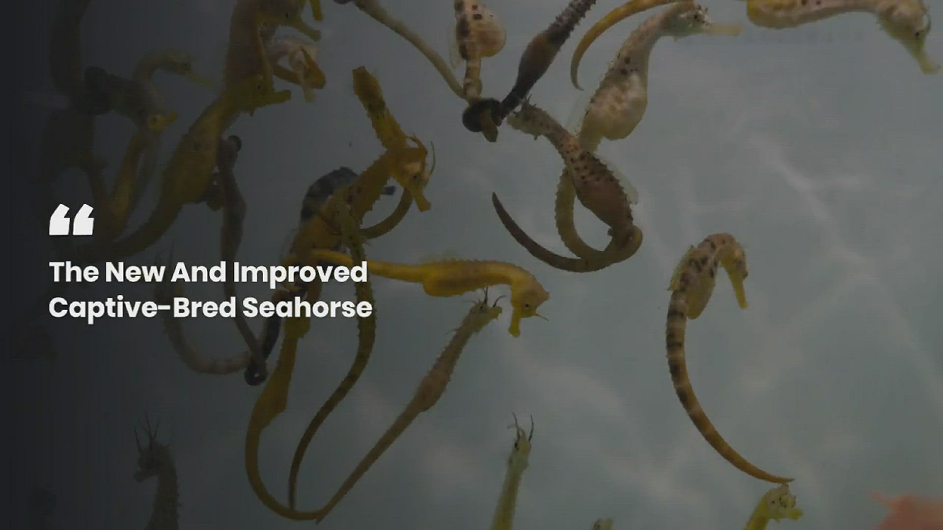 Video thumbnail for seahorses 1