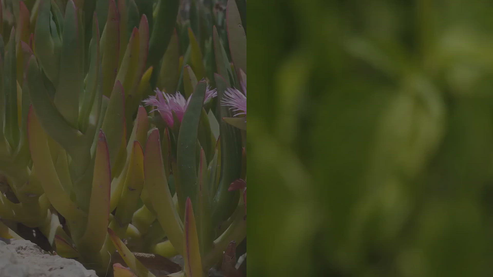 'Video thumbnail for How to Grow Lambs Ear in Your Garden'