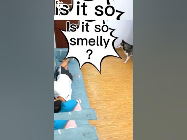 'Video thumbnail for Who Farted? #fartdog #doggofarts #huskydog #smartdog #smarthusky'