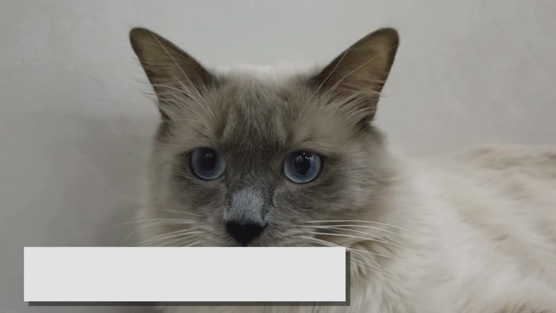 'Video thumbnail for Lilac Point Ragdolls: Discover the Rare Beauty!'
