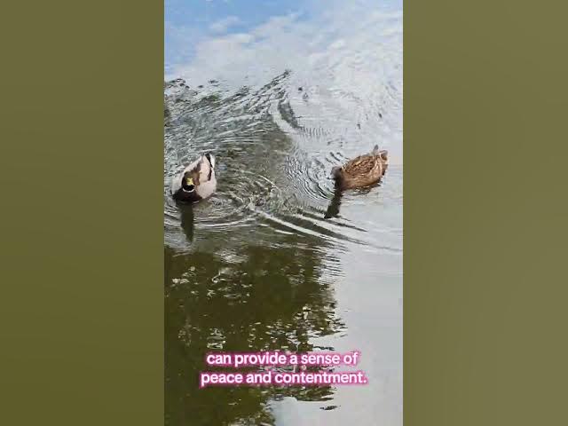 Video thumbnail for The Benefits of Walking In Nature is | Healthbeautylondon.com