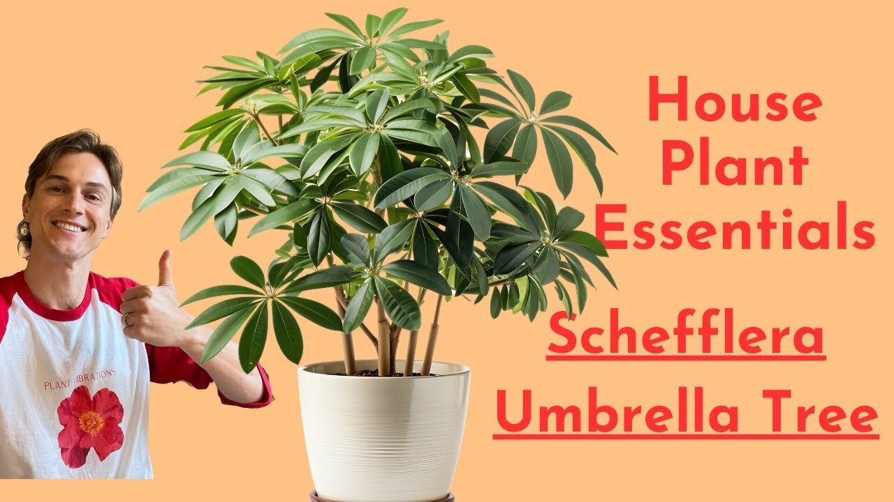 Video thumbnail for Schefflera Plant Care - How to Grow the Umbrella Plant Successfully - Houseplant Essentials