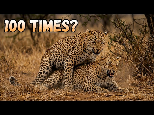 Video thumbnail for Leopards On Honeymoon: Mating 100 Times A Day! 😱🐆