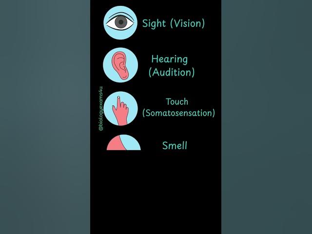 Video thumbnail for What are our 5 Senses called?