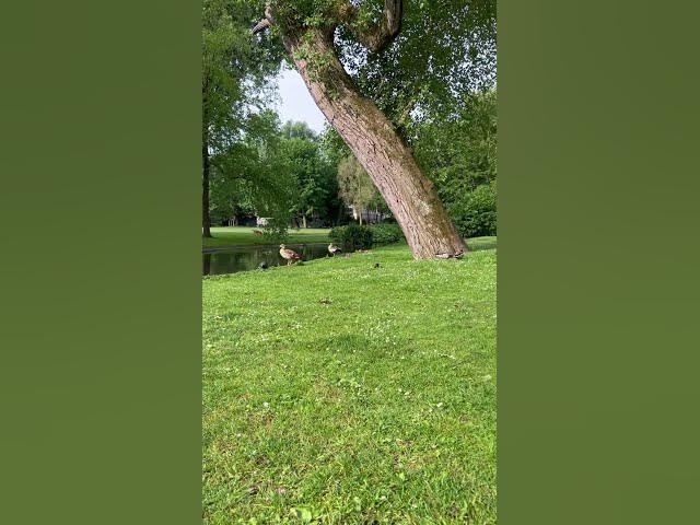 Video thumbnail for Garden