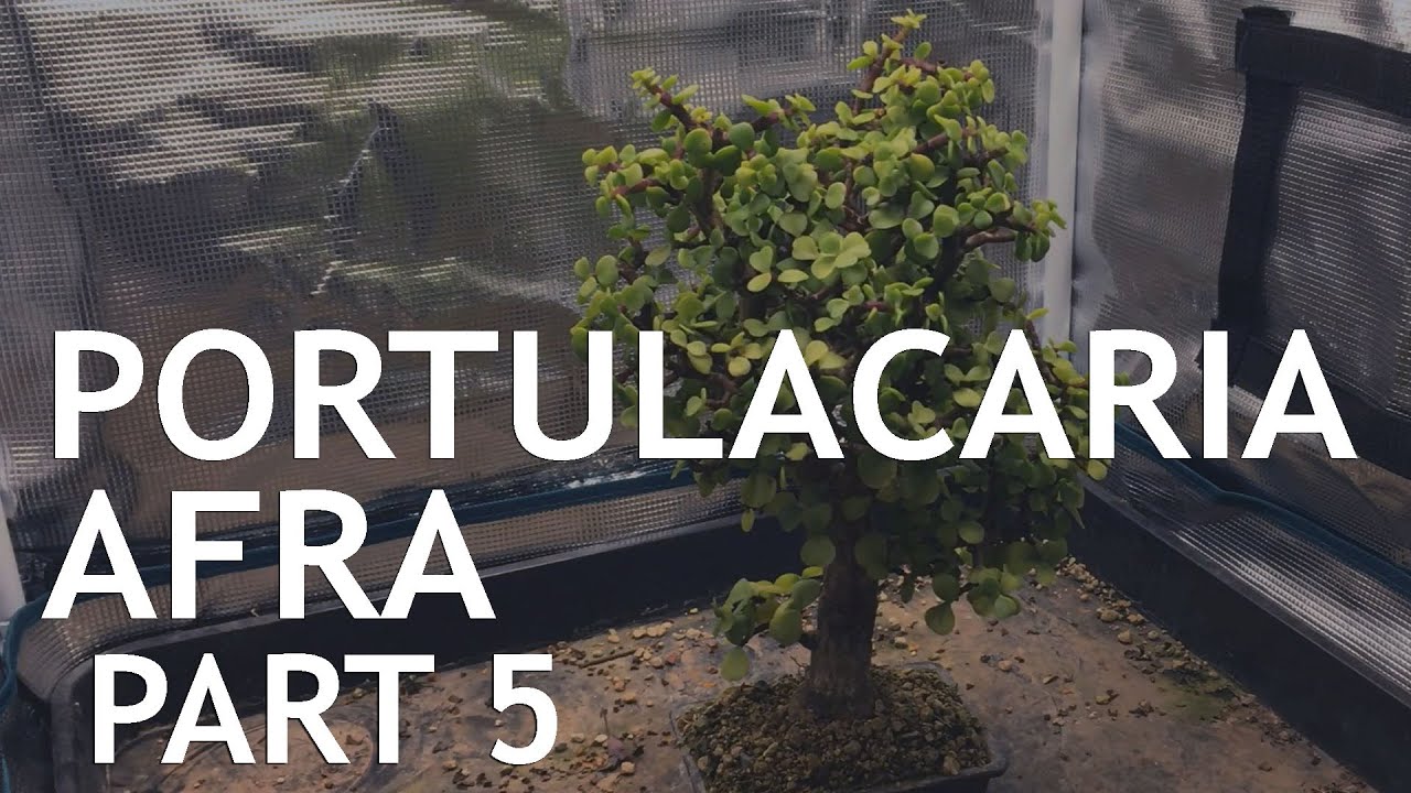 Video thumbnail for Portulacaria Afra (Dwarf Jade) Bonsai, from a cutting, 5