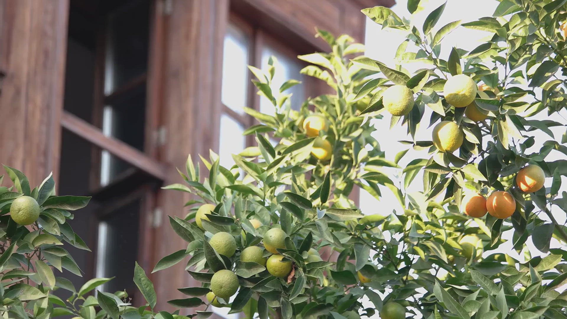 'Video thumbnail for Tips for Growing a Variety of Fruits in the Backyard Garden'