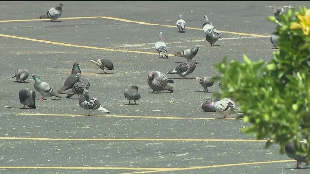 Video thumbnail for LI town proposing fines for feeding pigeons