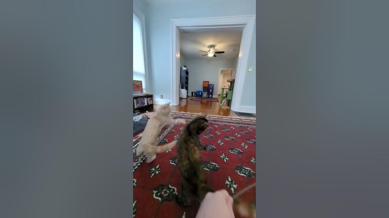 Video thumbnail for 🐈🐈‍⬛ Soot & Shine Playing