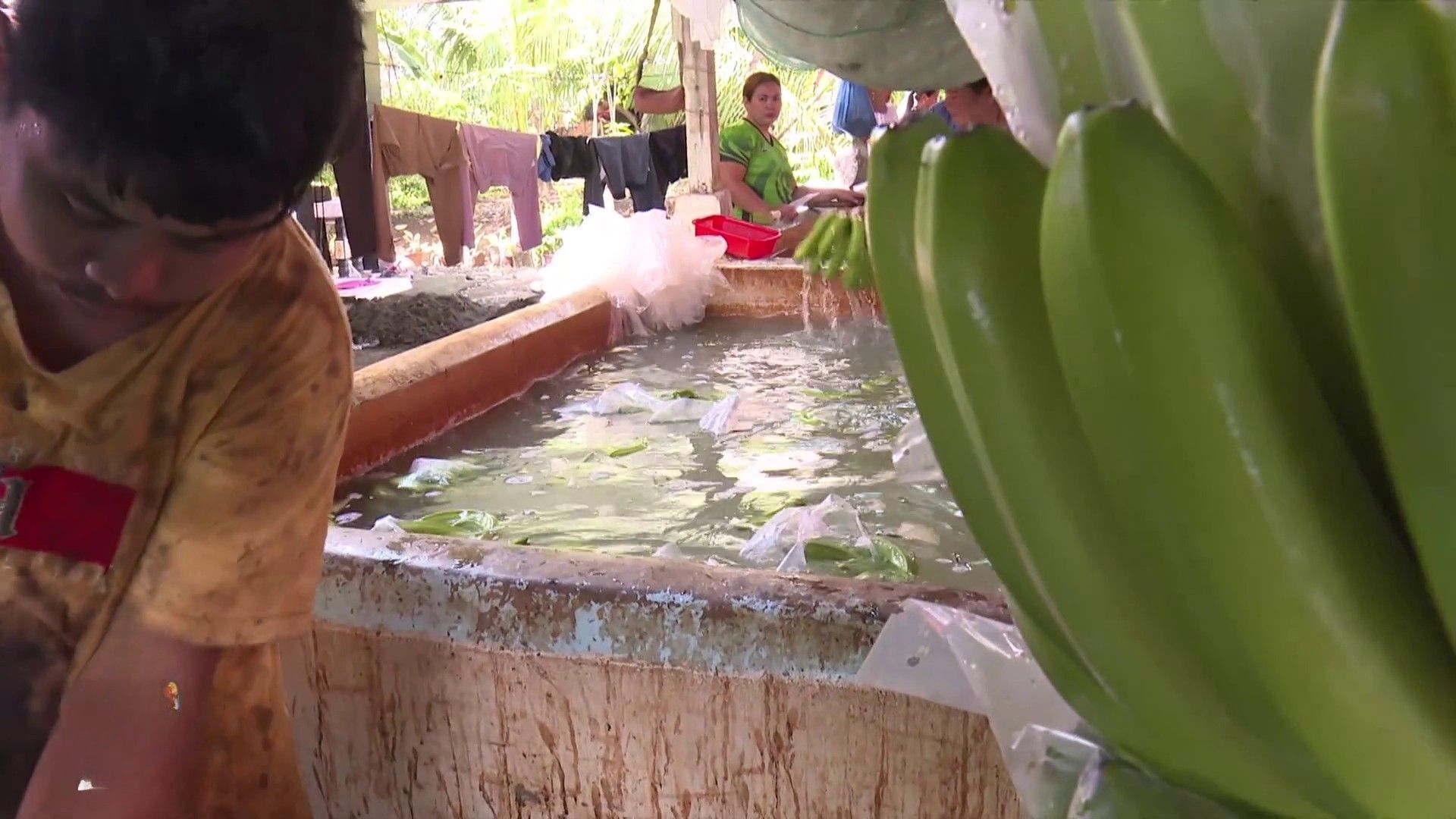 Video thumbnail for Philippine Banana Farmers Feel Economic Fallout of Iran Conflict