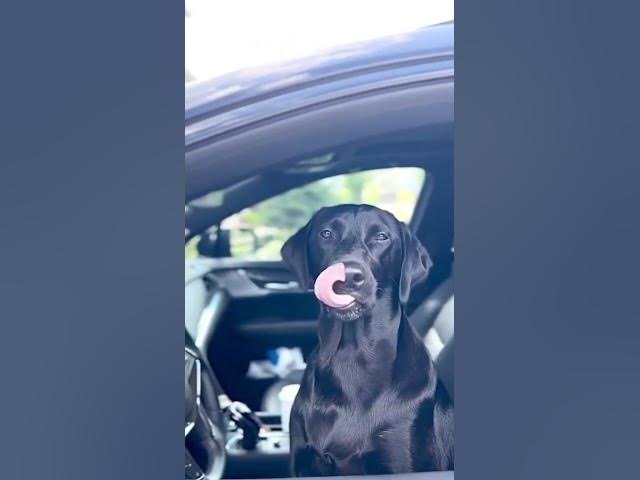 'Video thumbnail for Driving Dog stopped by police #doggo #smartdog #puppylife #blacklabrador #labradorretriever'