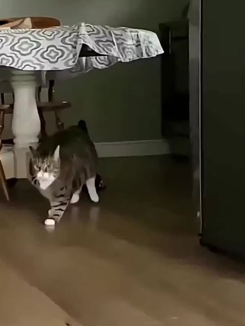 Video thumbnail for Chunky Cat Charges through the House toward Tunnel Hideout