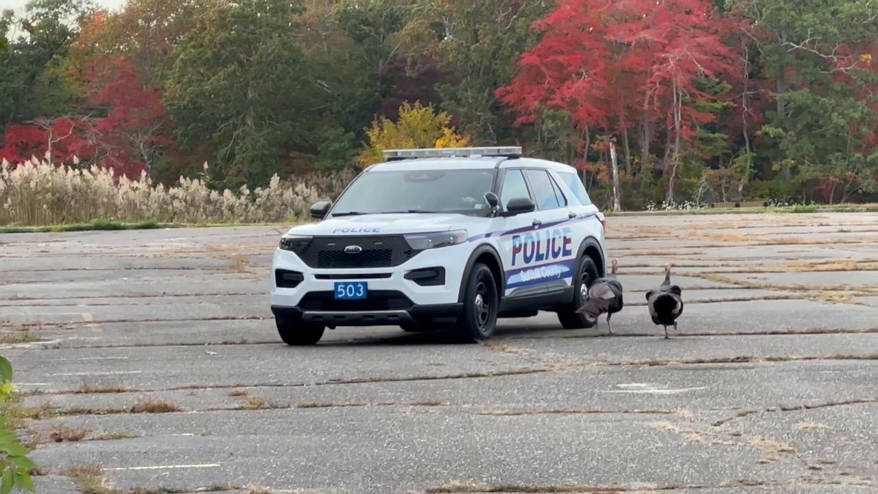 Video thumbnail for Wild Turkeys Chase Police Car