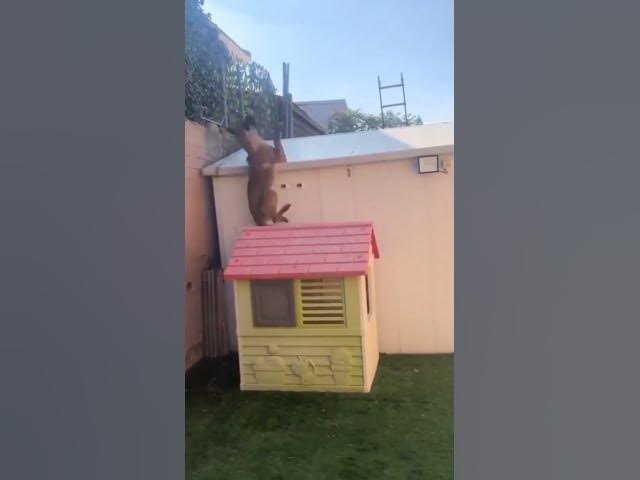 'Video thumbnail for Doggos Doing Doggo Things #happydogs #dogblogger #cutestdogs #smartdog #blacklabrador'