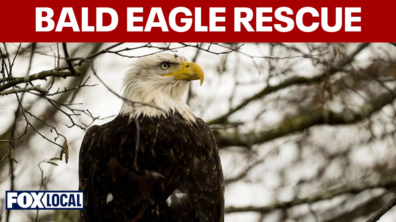 Video thumbnail for NYPD harbor unit rescues injured bald eagle from Hudson River