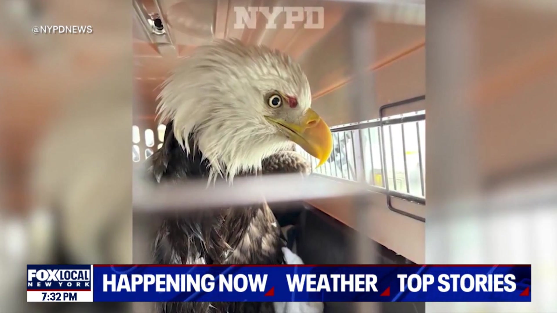 Video thumbnail for NYPD harbor unit rescues injured bald eagle from Hudson River