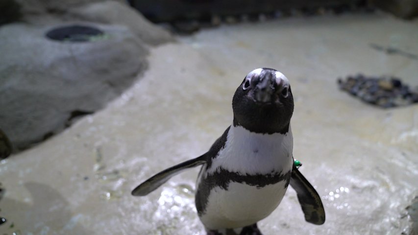Video thumbnail for Down The Shore: Penguins steal the spotlight at Jenkinson's Aquarium