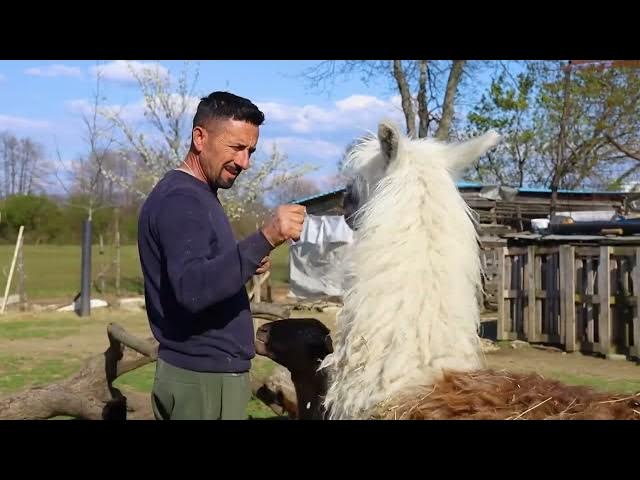 Video thumbnail for Këto jane disa nga kafshët e kopshtit zoologjik "UJKU TRUMP"