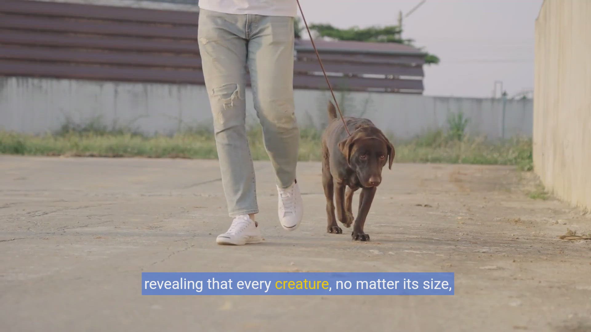 'Video thumbnail for Easy DIY Hideouts for Your Furry Friends: Safe & Simple Projects'
