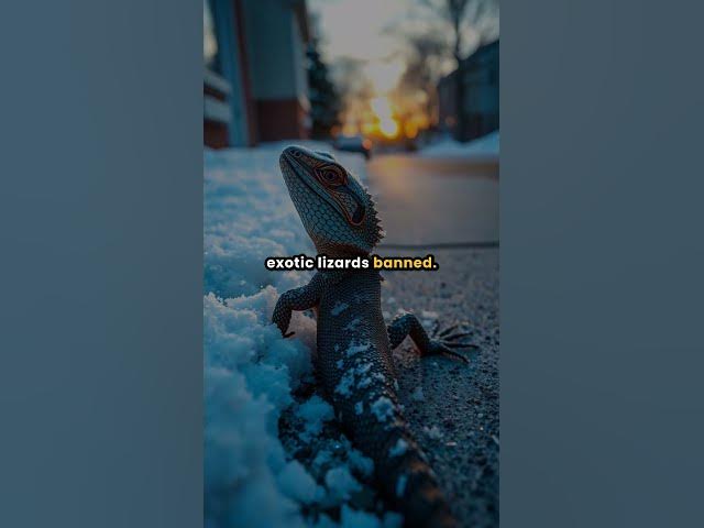 Video thumbnail for Frozen Lizard Sparks Rhode Island Pet Battle