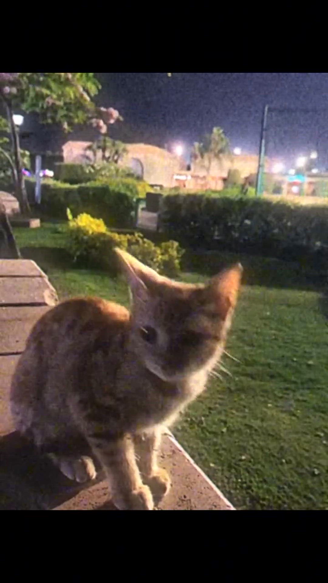 Video thumbnail for 46423A70E9C530C50076FAA00C22D7B4_video_dashinit