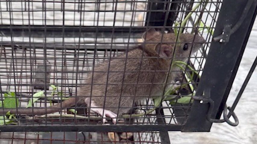 Video thumbnail for Seaford neighborhood 'infested' with rats