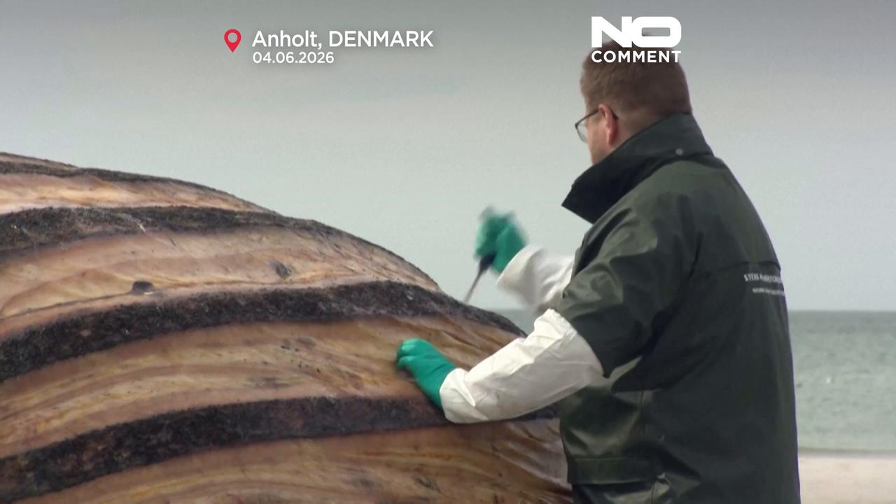 Video thumbnail for Denmark probes death of humpback whale that captivated Germany