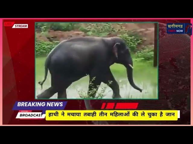 Video thumbnail for हाथी ने एक महिने में ली 5 लोगों की जान ll और लोगों की जान ले सकता है दंतैल ll वन आमला असफल ll