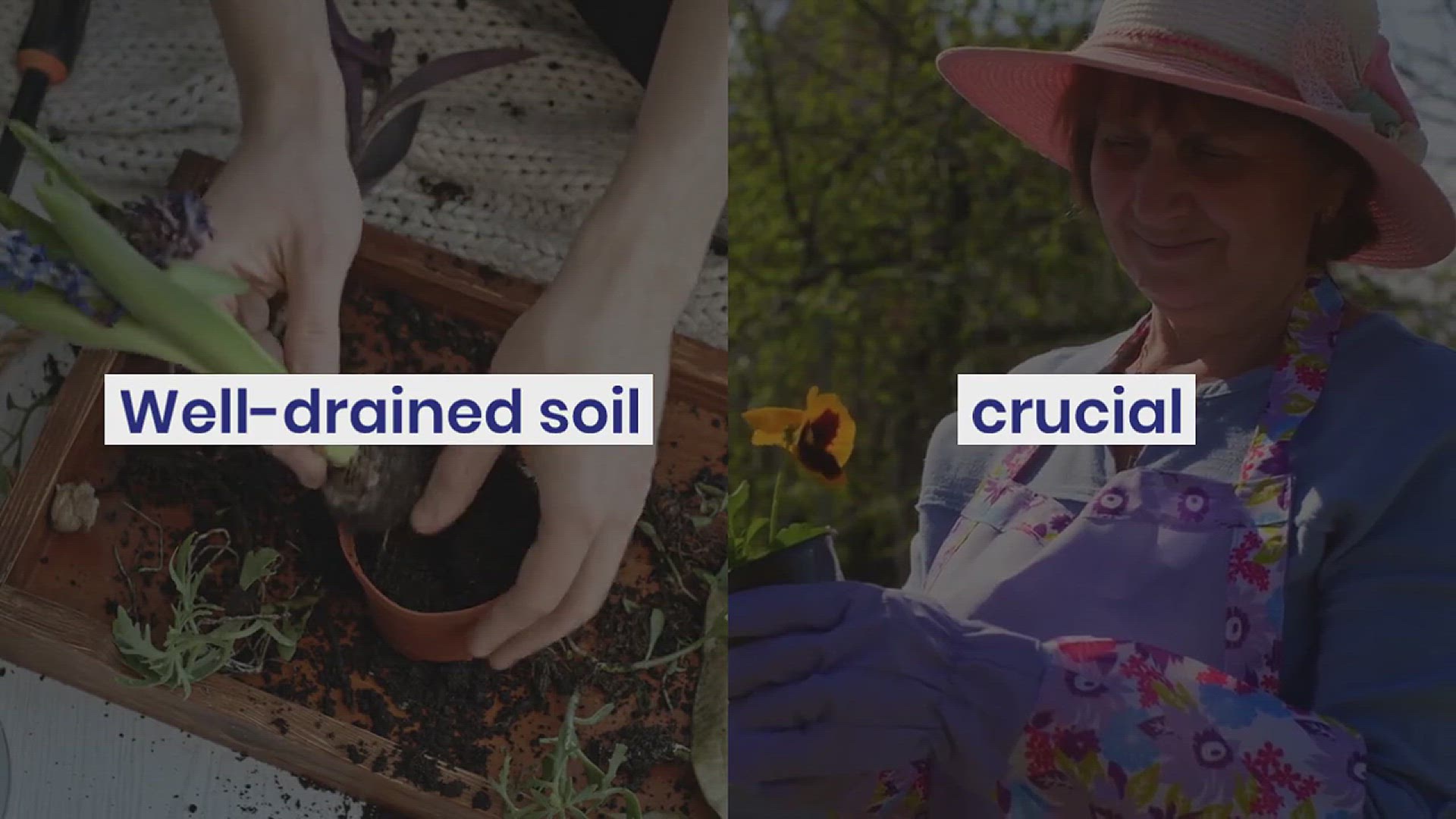 'Video thumbnail for How to Grow Geranium Brookside in Your Garden'