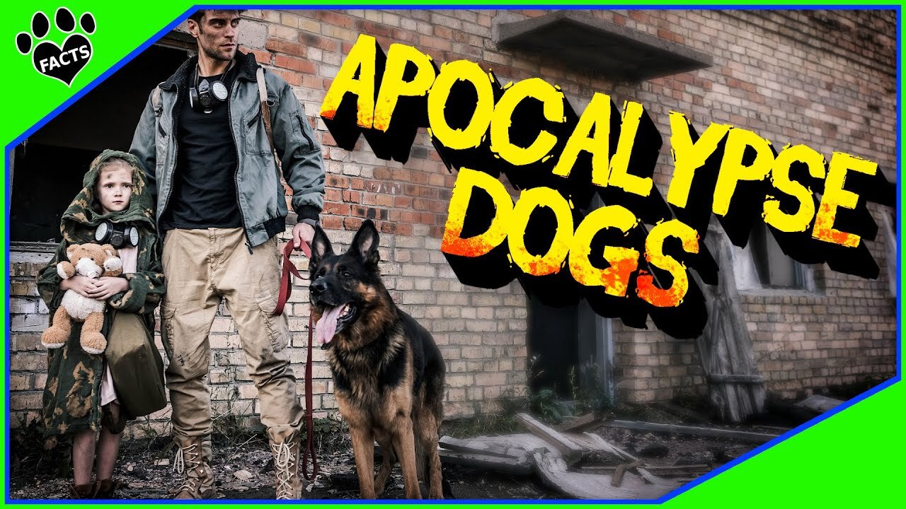 Video thumbnail for Surviving the Zombie Apocalypse: The Best Dogs to Have on Your Team