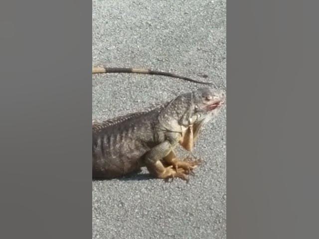 Video thumbnail for Big Lizard Iguana On City Street