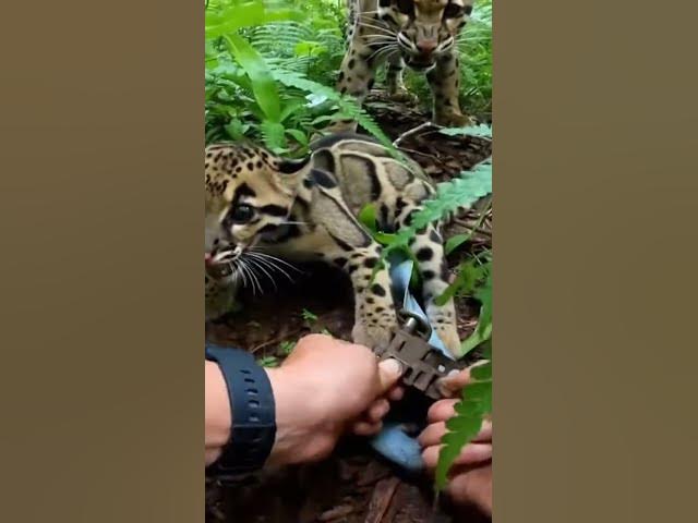 Video thumbnail for Hands Twisting Strap in a Tight Dense Thicket