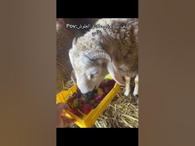 Video thumbnail for سبب  ارتفاع أسعار علوش العيد في تونس 🫣🤣🤣